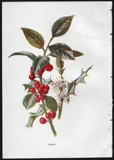 c1902 Hulme Familiar Wild Flowers Antique Print Holly, Blossoms & Berries