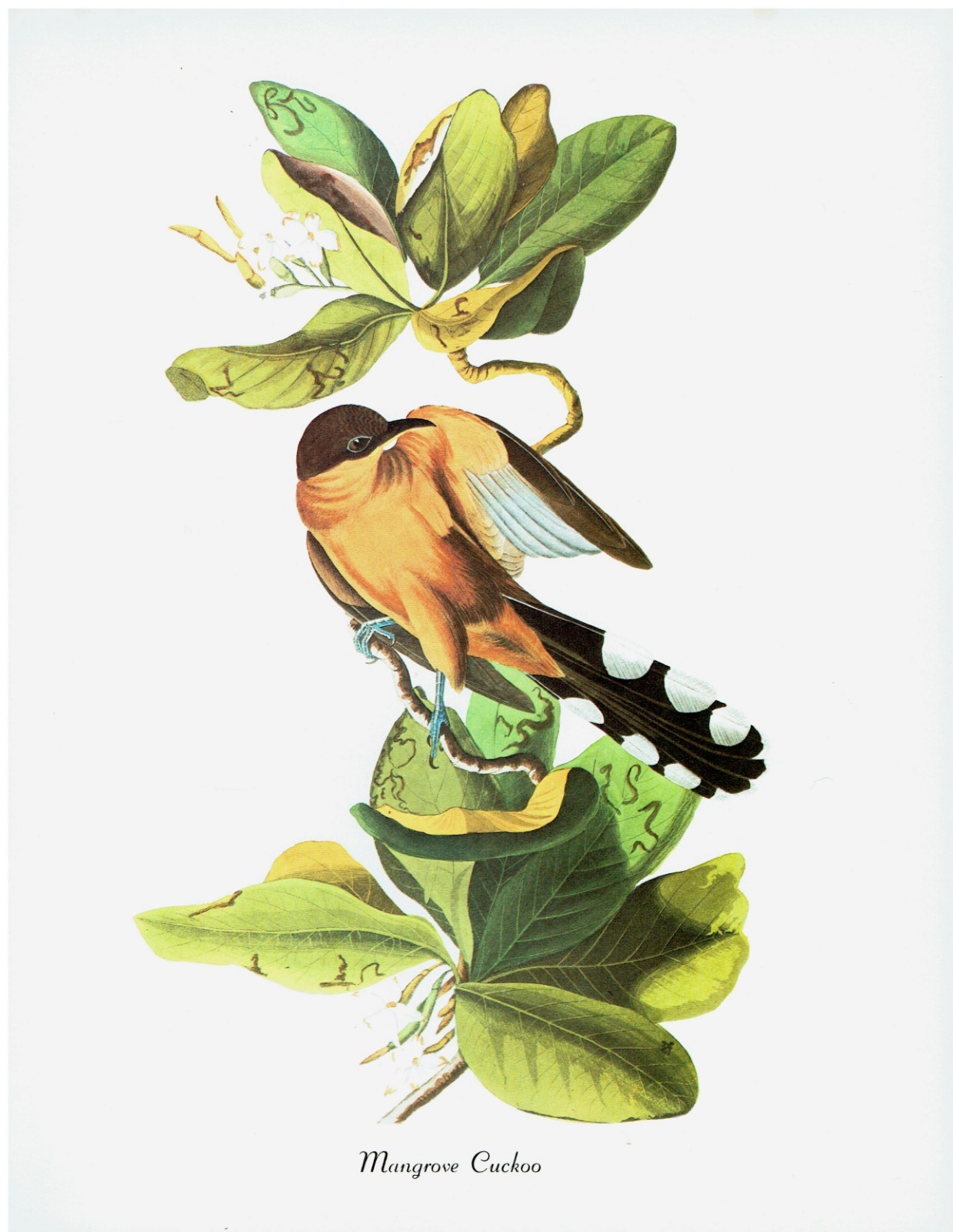 Mangrove Cuckoo "102 Favorite Birds of America" Audubon Art 