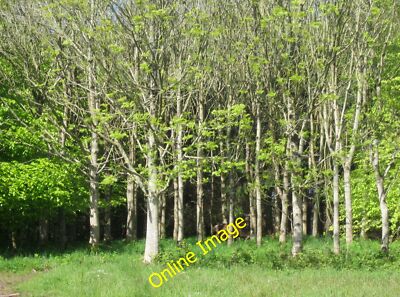 Foto 12x8 Rehe in Bäumen Bealbury Ein Reh, glaube ich, eines von vielen gesehen um 2014