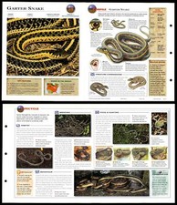 Garter Snake #28 Reptiles - Wildlife Explorer Fold-Out Card