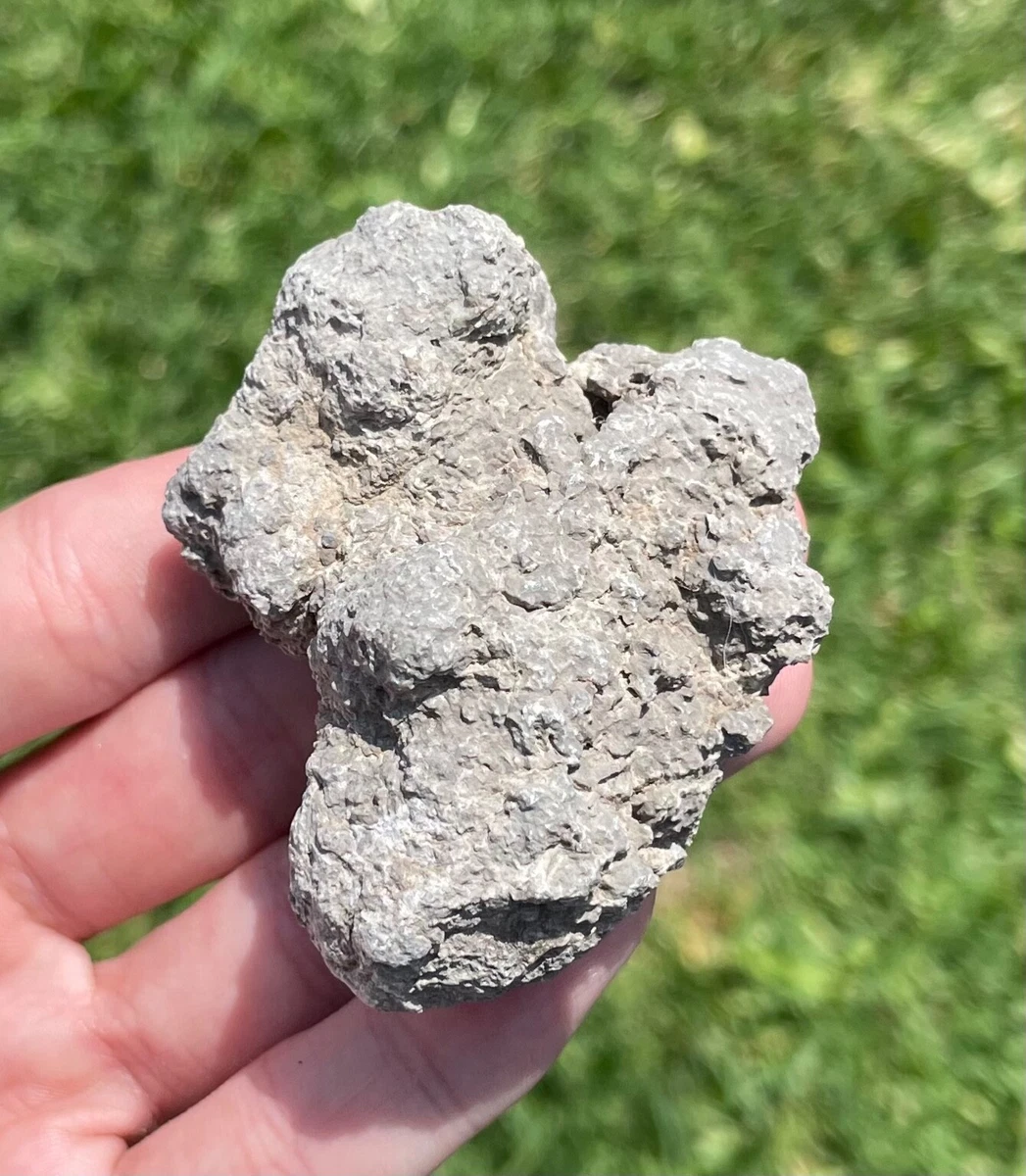 Buy coprolite 2025