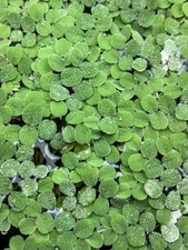 50 pieces - Salvinia Minima Water Spangles FREE Bonus Plant