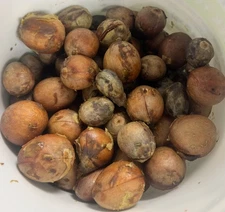 15 Hass Avocado Tree Seeds