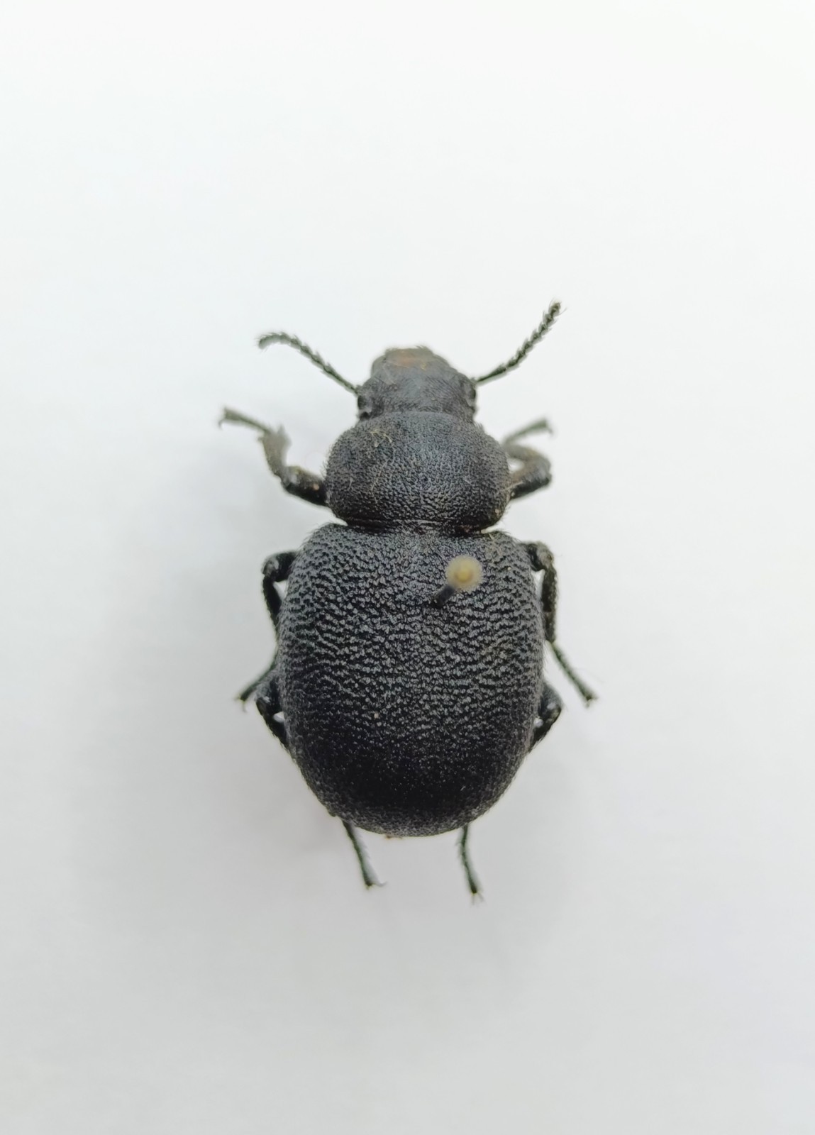 Entomology Taxidermy : Tenebrionidae, Ssp. 20mm+/-. A1