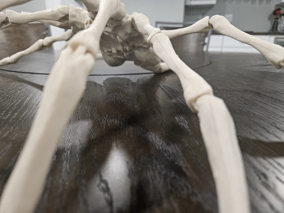 Alien Facehugger - Life Size & Life Like- 3D Printed Custom Replica - Adjustable - Image 2 of 4