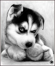 Husky Puppy 941 Chart Counted Cross Stitch Pattern DMC