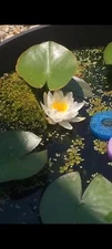 Amazing Hardy White Water Lily (LIVE Tuber)