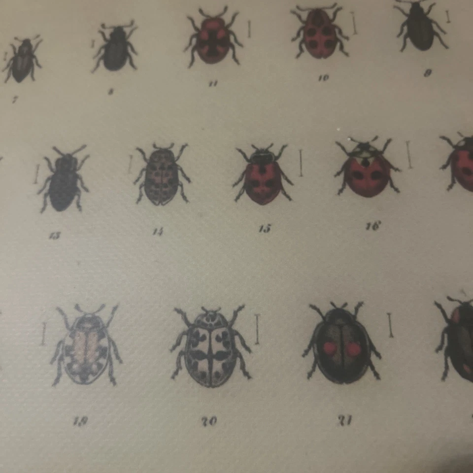 Vintage Wall Decor - Insect ‘scroll’ / Poster Wood Flanked - Image 4 of 4