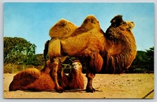Postcard Two Bactrian Camel Camelus bactrianus San Francisco Zoo California