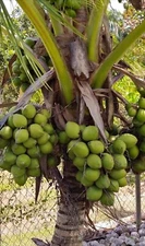 Dwarf Green Malayan Organic Coconut  sprouted four seeds from the Caribbean