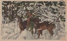 Wild Life Scenes Deer In Snowy Thicket Linen Vintage Postcard
