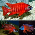 LIVE Red Peacock African Cichlid 3" MALE (GRADE-A)