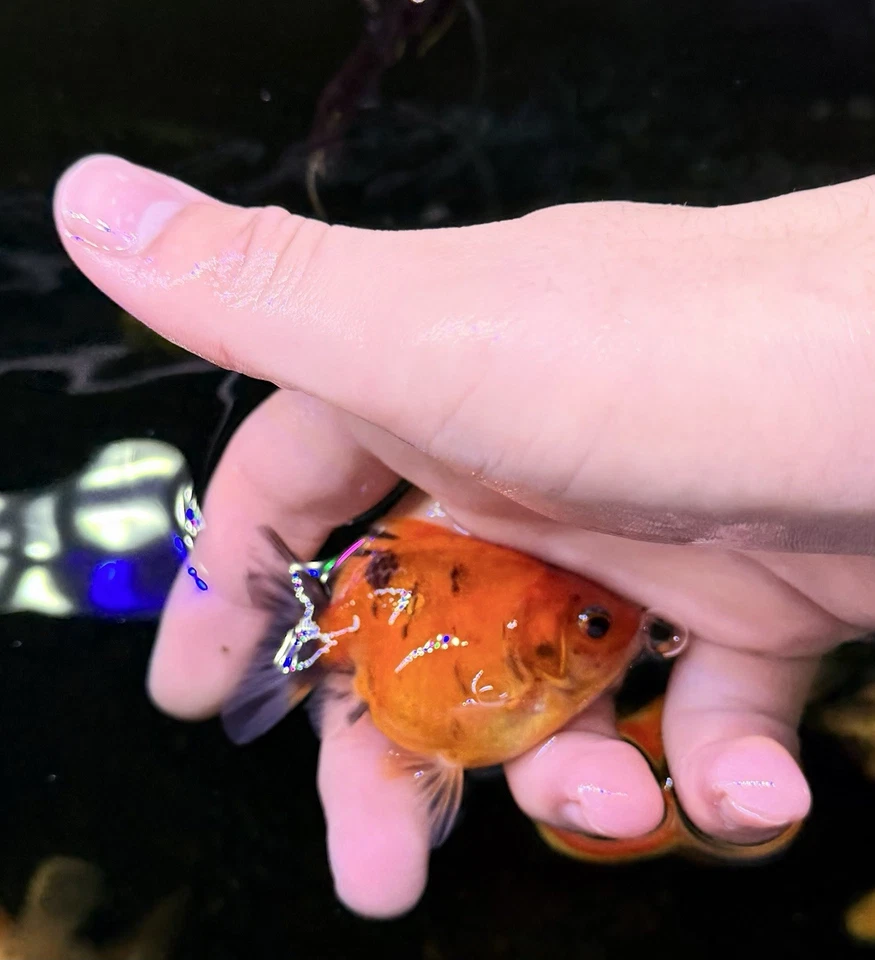 10 peces dorados Shogun F2 Oranda, aleta corta, juveniles, peces ornamentales Foto 2 de 4