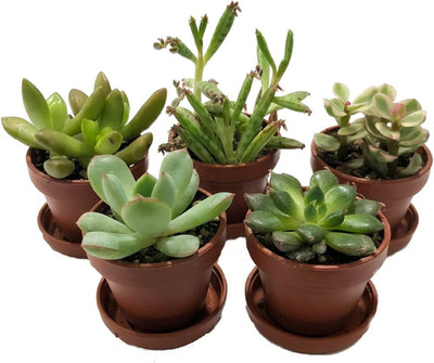Mini Succulent Collection - Fairy Gardens/Terrarium - 5 Plants 1'' Pots + Saucers