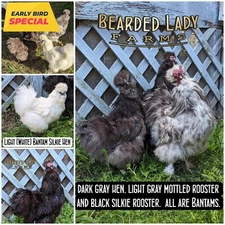 SALE!!   6+ Fertile Hatching eggs - White, Gray, Black Bearded Silkie Bantams
