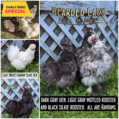 SALE!!   12+ Fertile Hatching eggs - White, Gray, Black Bearded Silkie Bantams