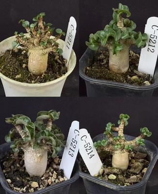 1.5cm± RareSucculent Plant Adenium obesum 'Khao Hin Zorn' Random Boutique