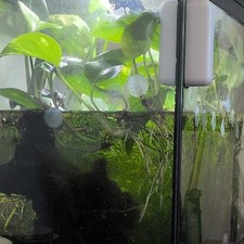 Golden Pathos plant (Nitrate Remover) for Aquariums. Large Root 