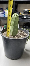 Totem Pole Cactus (Lophocereus schottii monstrousa) 
