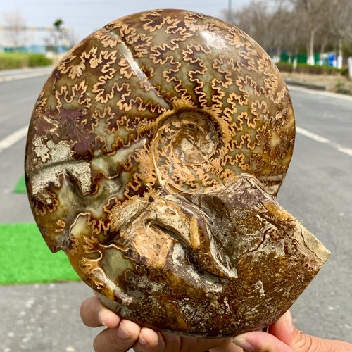 3.74LB Rare! Natural Tentacle Ammonite FossilSpecimen Shell Healing Madagascar - Picture 24 of 24