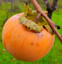 Diospyros kaki Apple Persimonn - Persimmon Kaki fruit