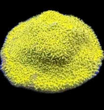 Live Coral Psammacora 24K