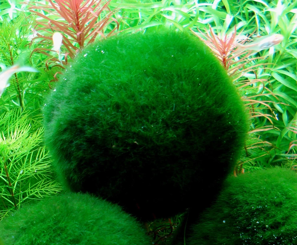 nano cladophora x 4 mini boules anti nitrates plante crevettes moosball - Photo 1/1