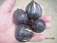 Fig tree cuttings, Maltese Falcon , productive, rain tolerant ,tasty ,5 pcs !