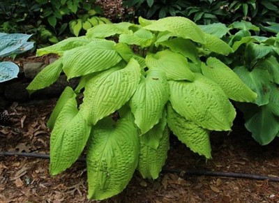 Hosta Dahlonega 5.25'' Pot Well Rooted Perennial Shade Plant