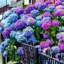 25 Seeds Blue Pink  Purple Hydrangea Seed Flower Perennial