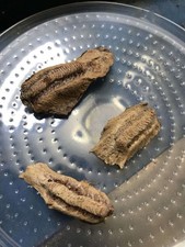 Praying Mantis Egg Case - 1 each - Carolina