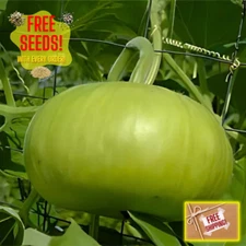 Fresh Bhoomi Gourd Seeds | Dhudi | 10 Seeds | Heirloom Non-GMO | Asian Vegetable