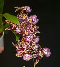 Oncidium - Titanium Tresure Pink, Fragrant, 1-2 New Groths. Not In Bloom 