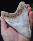 A19,   HUGE!   5.5" JAVAN MEGALODON SHARK TOOTH, BEST VALUE MEGS ,U.K