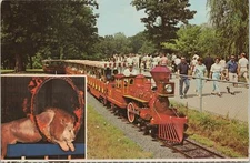 Animal~St Louis MO~Zooline Railroad~Forest Park~Inset Lion~Burning Hoop~Vtg PC