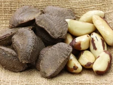 Brazil Nut Seeds (15) / ORGANIC / SUPER RARE / DELICIOUS / 