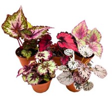 Harmony's Begonia Rex Assortment, 4 inch 5 Different Colorful Rex Begonias