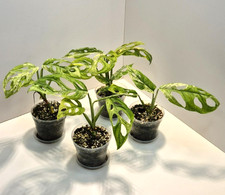 Monstera Adansonii Indonesian Marble