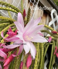 3 CANDYFLOSS Aporocactus Aporophyllum Cactus Succulents