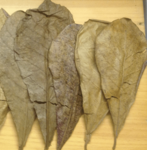 > 20 tropische Mandelbaumblätter ca.35 cm - Catappa Blätter - SONDERANGEBOT - Bild 1 von 2