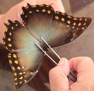 99 Nymphalidae