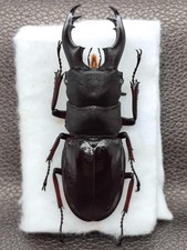 Hexarthrius bowringi bowringi 69mm - Northern...