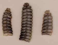 3 Nice Western Diamondback Rattlesnake Rattle #12-145