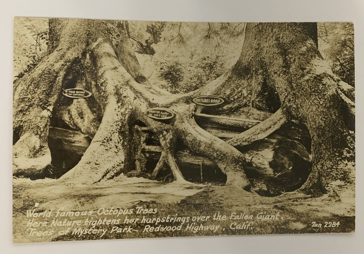 RPPC Octopus Trees Redwood Highway California Unposted Real Photo