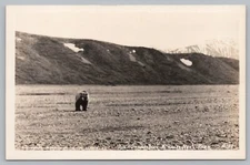 Grizzly Bear McKinley National Park, AK-Alaska RPPC Postcard  TS-1A