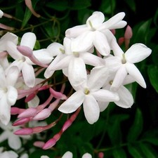 Jasmine in 12cm Pot - Jasminum polyanthum - Heavily Scented