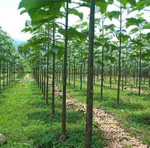 PAULOWNIA ELONGATA (50+ SAMEN) - FRISCHE SAMEN - Bild 1 von 2