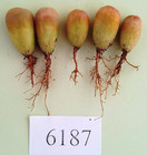 LITHOPS steineckeana C388/6187/5pcs D10-12mm