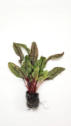AEGISGEAR Bloody Dock Aquatic Marginal Pond Plant - Thumbnail 3
