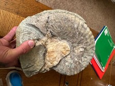 Large Ammonite Fossil with quartz center half prepped, 
